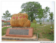 參觀古樹: